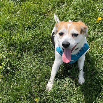 Dog Park at Three Creeks Metro Park photo 1